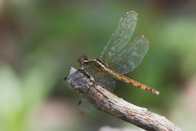 Band-winged Dragonlet