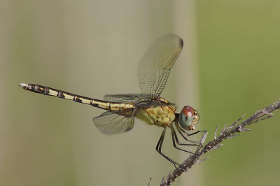 Band-winged Dragonlet