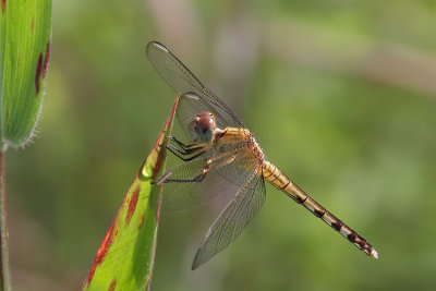 Band-winged Dragonlet