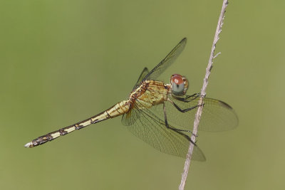 Band-winged Dragonlet