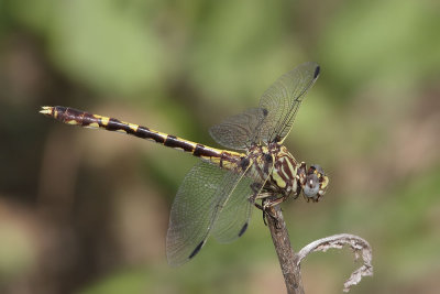Common Sanddragon