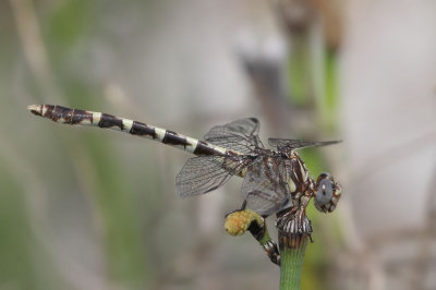 Common Sanddragon