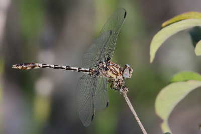Common Sanddragon