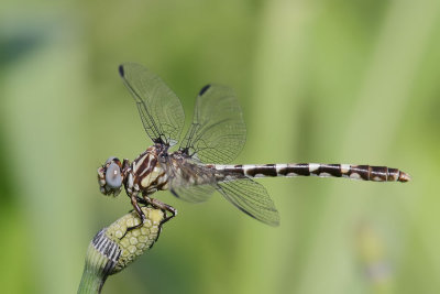 Common Sanddragon