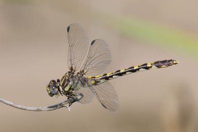 Common Sanddragon