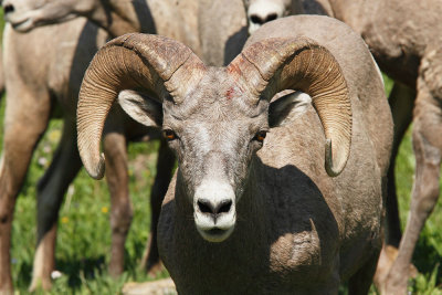 Bighorn Sheep
