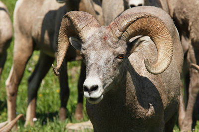 Bighorn Sheep