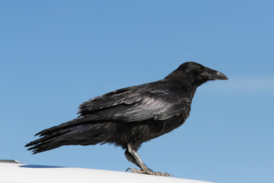 Common Raven