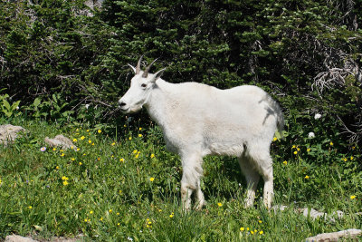 Mountain Goat