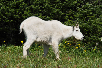 Mountain Goat