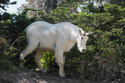 Mountain Goat