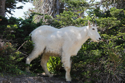 Mountain Goat