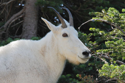 Mountain Goat