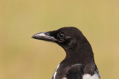 Black-billed Magpie