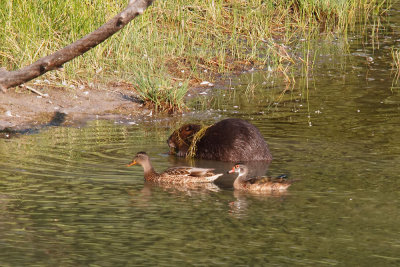 American Beaver