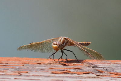 Red-veined Meadowhawk
