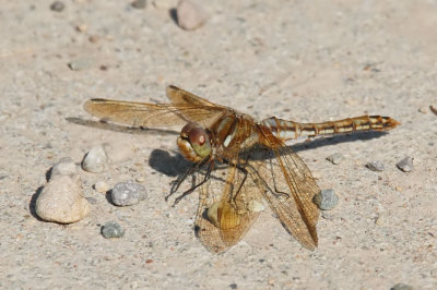 Red-veined Meadowhawk