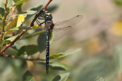 Variable Darner