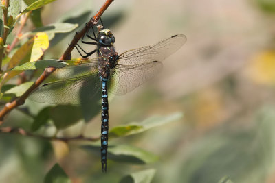 Variable Darner