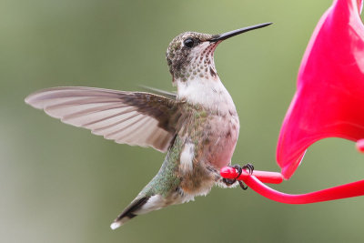 Ruby-throated Hummingbird