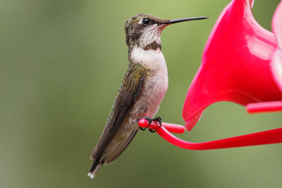 Ruby-throated Hummingbird
