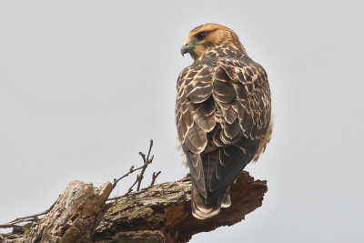 Swainson's Hawk