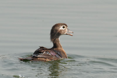 Wood Duck