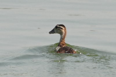 Wood Duck
