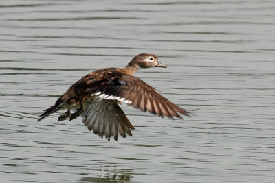 Wood Duck