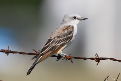 Scissor-tailed Flycatcher