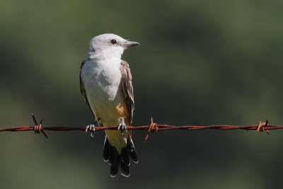 Scissor-tailed Flycatcher