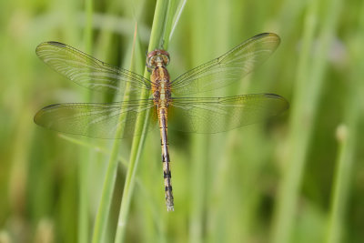 Band-winged Dragonlet