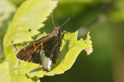 Hoary Edge
