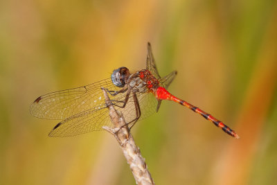 Blue-faced Meadowhawk