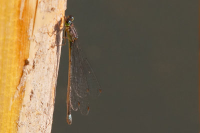 Pacific Forktail