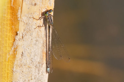 Pacific Forktail