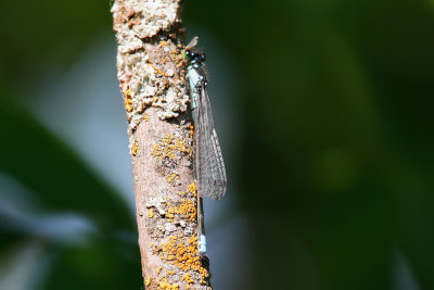 Pacific Forktail