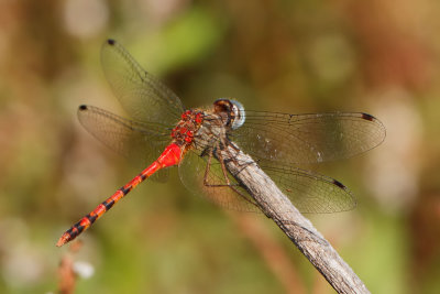 Blue-faced Meadowhawk