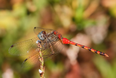 Blue-faced Meadowhawk