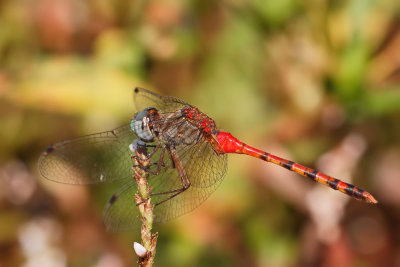 Blue-faced Meadowhawk