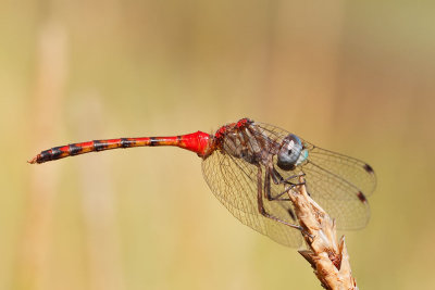 Blue-faced Meadowhawk