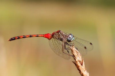 Blue-faced Meadowhawk