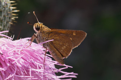 Crossline Skipper
