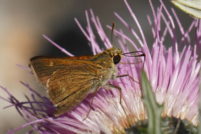 Crossline Skipper