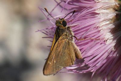 Crossline Skipper