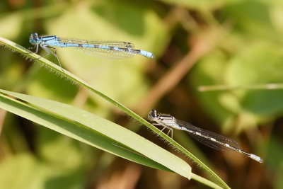 Northern/Boreal Bluet