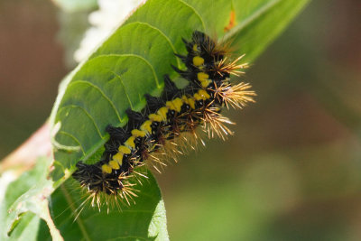 Smartweed Catterpillar (Smeared Dagger Moth)