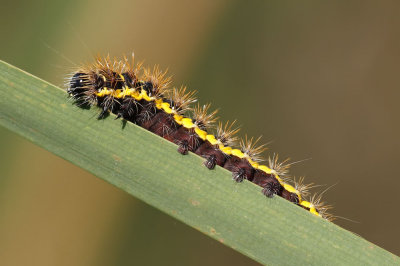 Smartweed Catterpillar (Smeared Dagger Moth)