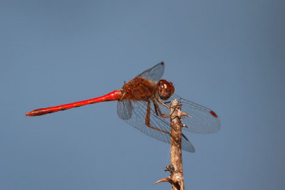 Autumn Meadowhawk