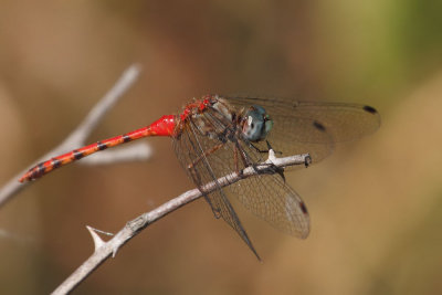 Blue-faced Meadowhawk